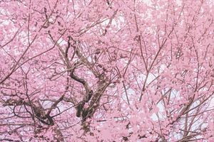 Les fleurs de cerisier au printemps japonais sur Mickéle Godderis