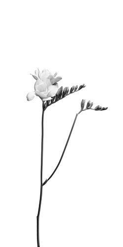 Freesia | helder ontwerp