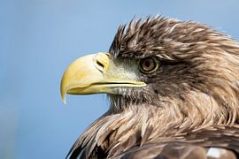 Pygargue à tête blanche Européen sur Jan van Vreede