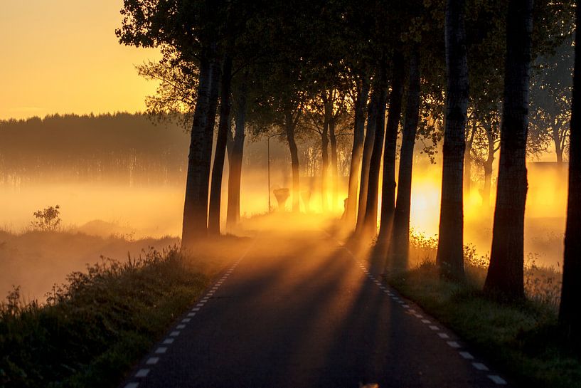 ochtend gloren by ton vogels
