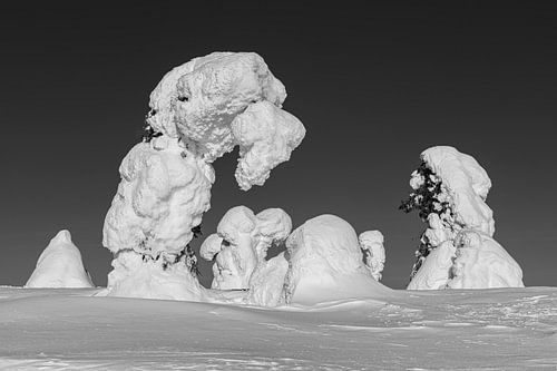 Bevroren bomen in zwart wit