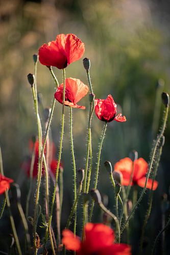 Des coquelicots rouges dans la lumière du soir