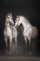 Etalons espagnols blancs avec harnais traditionnel | Chevaux blancs