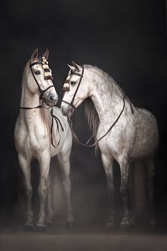 Witte Spaanse hengsten met traditioneel tuig | White horses van Laura Dijkslag