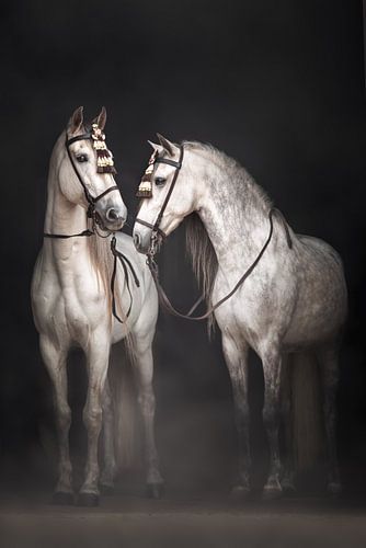 Witte Spaanse hengsten met traditioneel tuig | White horses | paardenfotografie