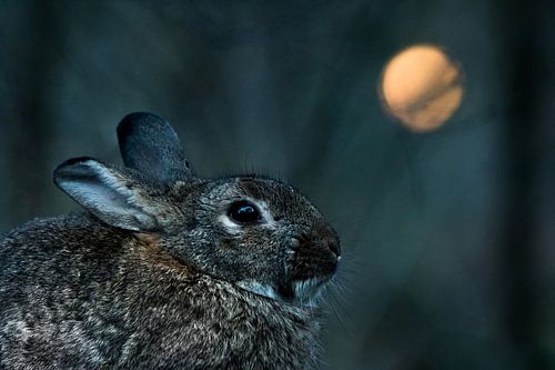 Konijn met 'volle maan'