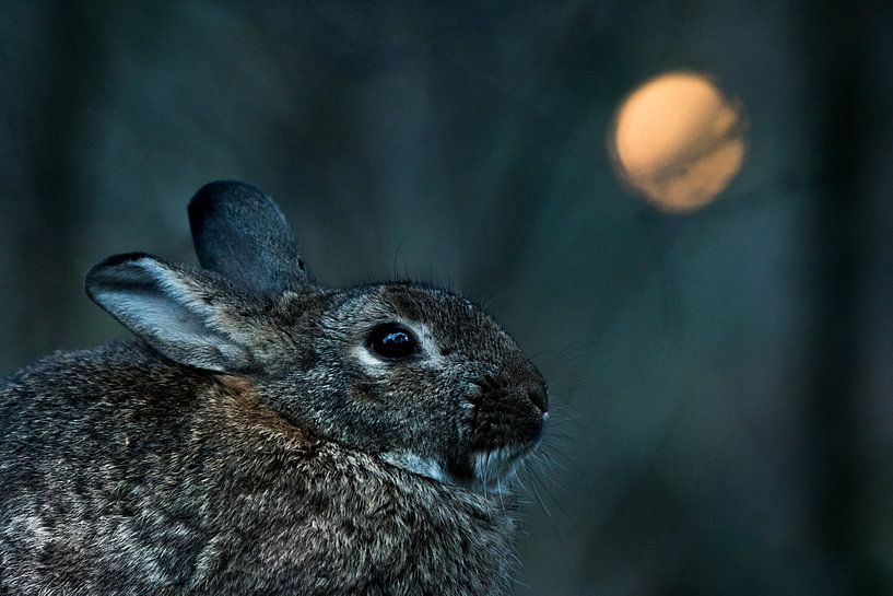 Rabbit with 'full moon' by Danny Slijfer Natuurfotografie