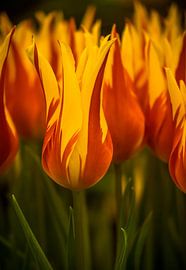 Feurige Tulpe. von Martijn Tilroe