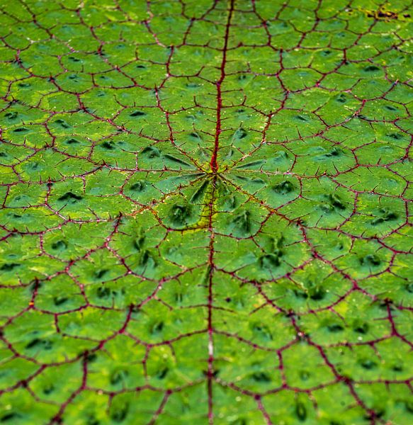 nature's pattern by Frank Kuschmierz
