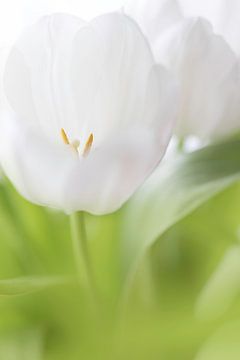 Tulp von Ingrid Van Damme fotografie