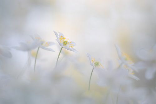 Magical Spring, bosanemoontjes