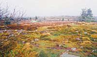 Heathland in fog in the Vosges Mountains