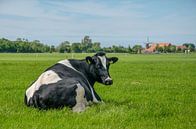 Koe op Walcheren van Frans Blok - foto's, kunst en andere wanddecoratie thumbnail