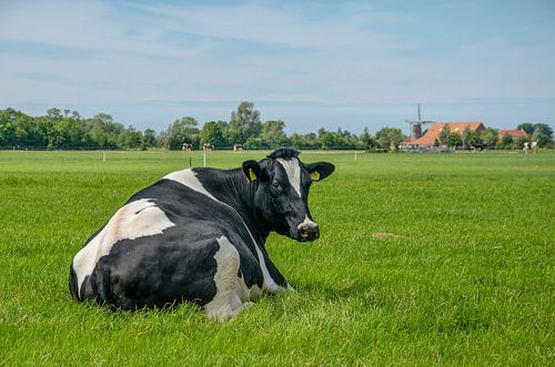 Cow in a grassy meadow