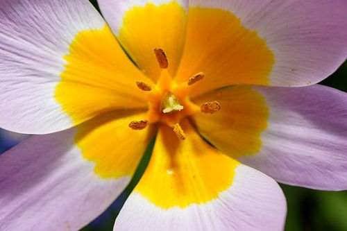 Golden Heart - Le cœur rayonnant du printemps