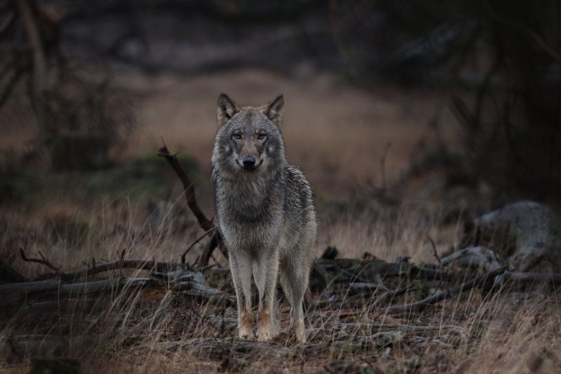 Wolf se lance dans l'aventure par Eric Siemelink
