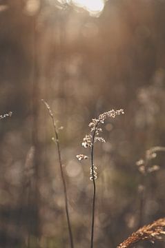 Winterblume von Yvette Moeskops