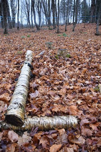 Een esdoornplantage in de herfst