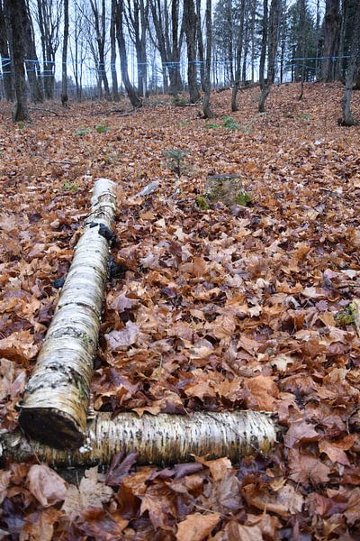 A maple plantation in autumn by Claude Laprise