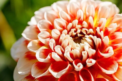 White/red dahlia flower