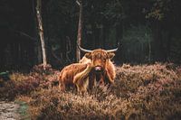 Schotse Hooglander met jong in het Deelerwoud op de Veluwe