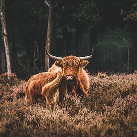 Scottish Highlander avec des jeunes dans le Deelerwoud sur le Veluwe sur Expeditie Aardbol