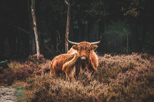 Schotse Hooglander met jong in het Deelerwoud op de Veluwe