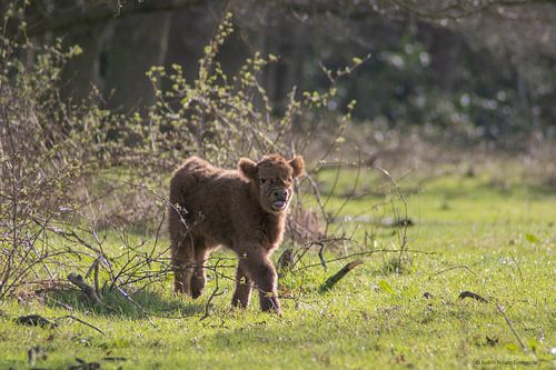 Schotse Hooglander kalf