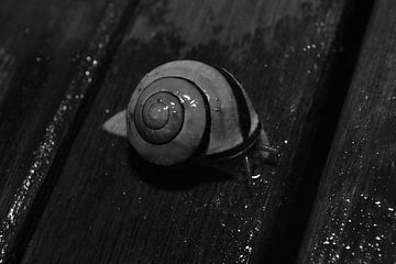 snail by Stefan Klaasen