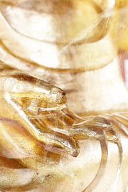 The golden hand of Buddha