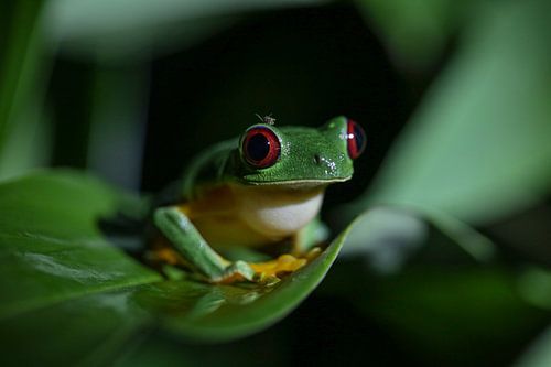 Midnight Sentinel of the Rainforest