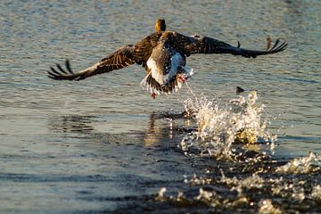 A greylag goose rising in the Vinne, Salt Lion by Easycopters