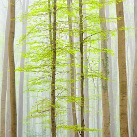 Wild Hyacinths in a forest with young beech trees by Sjoerd van der Wal Photography