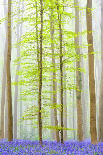 Junge Buche mit wilden Hyazinthen bedeckt Hallerbos