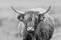 Schotse Hooglander op een grijze dag