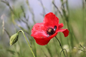 Lady Flower in Red  von Raymond Hofste