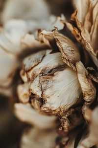 Dry Peony