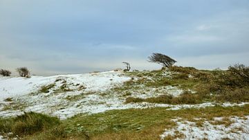 Winter, De Amsterdamse Waterleidingduinen van Eugenio Eijck