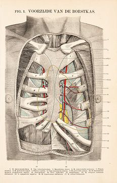 Anatomie. Vorderseite der Brust von Studio Wunderkammer