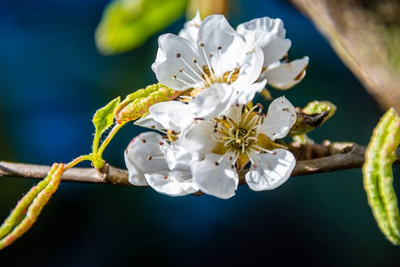 Die Blüte des Birnbaums von BeeldWoord