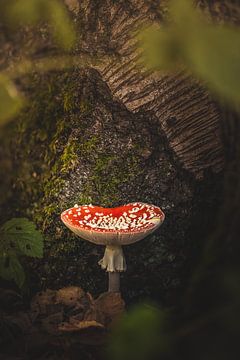 De paddenstoel (vliegenzwam), het icoon van de herfst van Hilco Hoogendam