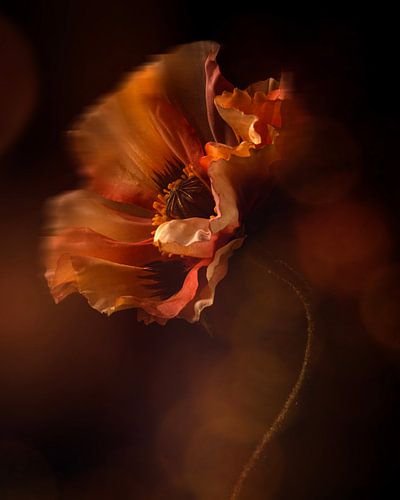 Seidenmohn in Retro-Optik