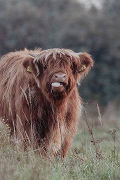 Schotse Hooglanders in de Nederlandse Duinen van Anne Zwagers