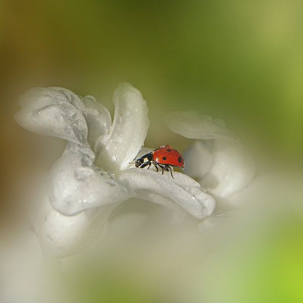 Beetle by Ad Spruijt