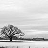 Reuzen eik in winterlandschap von Han Kedde