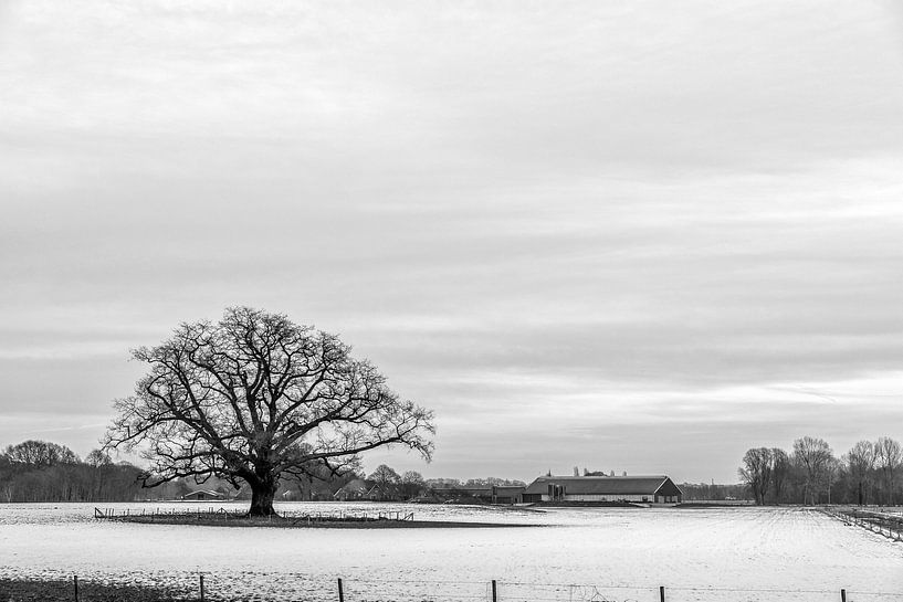 Reuzen eik in winterlandschap van Han Kedde