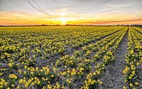 Narzissen auf Texel bei Sonnenuntergang / Narcissus auf Texel bei Sonnenuntergang von Justin Sinner Pictures ( Fotograaf op Texel) Miniaturansicht