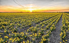Jonquilles sur Texel pendant un coucher de soleil / Narcisses sur Texel pendant un coucher de soleil