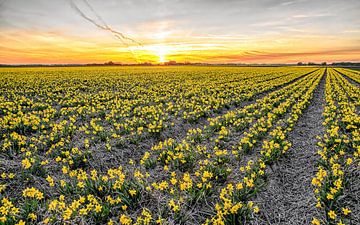 Daffodils on Texel during sunset / Narcissus on Texel during a sunset by Justin Sinner Pictures ( Fotograaf op Texel)