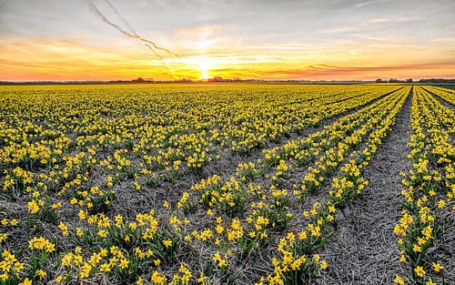 Narcissen op Texel tijdens zonsondergang / Narcissus on Texel during a sunset